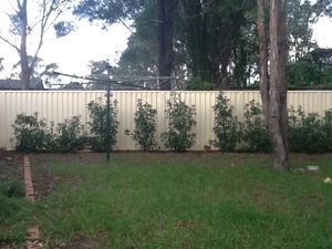 Colorbond fences and gates