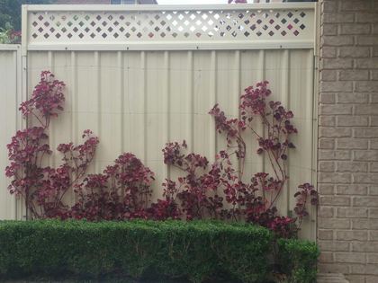 300 mm lattice Colorbond fence extension, Merrylands