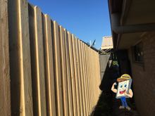 Treated Pine Lapped Timber Fence with No Top Capping