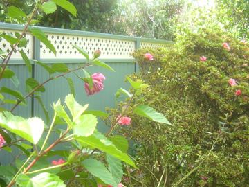 Colorbond Fence Panel with 300mm LATTICE Inserts