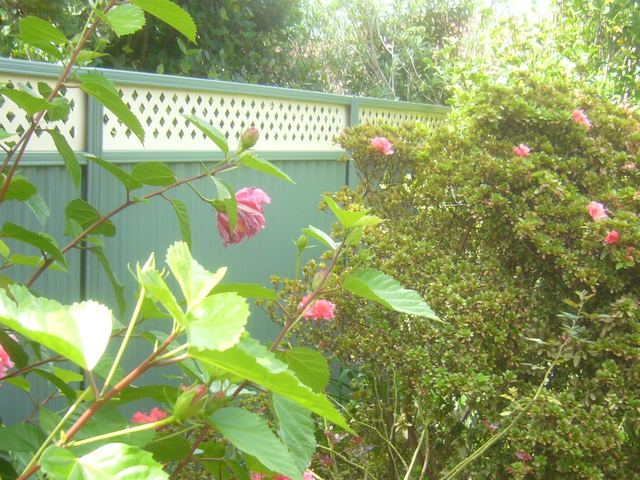 Colorbond fence with lattice inserts