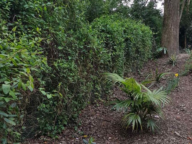Fence line cleared of foliage before a new Colorbond fence