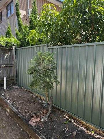 Green-grey Colorbond privacy fence beside a newly planted tree