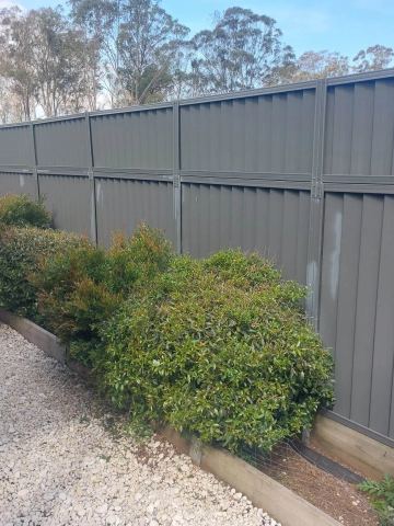 Long charcoal Colorbond privacy fence behind a row of shrubs