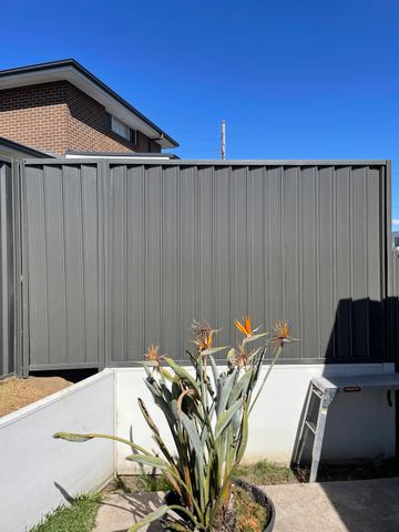 Charcoal Colorbond privacy fence behind a bird of paradise plant