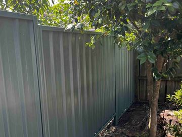 Green Colorbond privacy fence beside a backyard tree