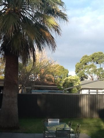 Charcoal Colorbond privacy fence standing behind a palm tree in a backyard