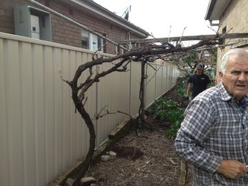 Cream Colorbond privacy fence in a garden with a bare climbing vine and two people standing beside it