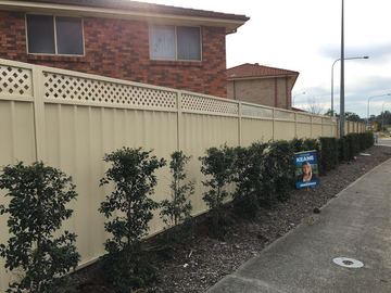 Cream Colorbond privacy fence with a lattice topper and clipped hedges along a street