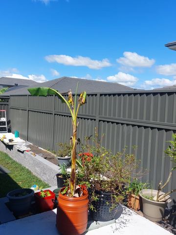 Charcoal fencing above grey block retaining supports potted bananas and citrus on a paved patio with tools nearby.