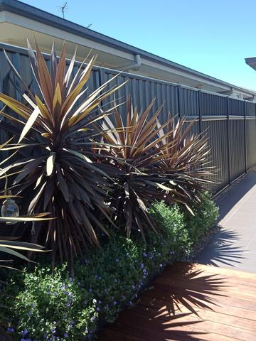 Charcoal panels backdrop cordylines and flowering shrubs between timber deck and tiled side path.