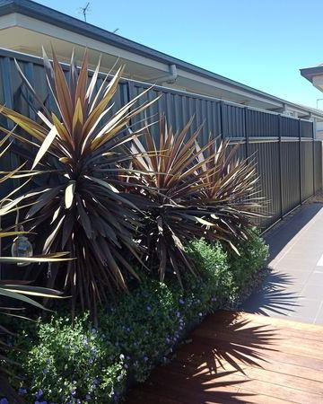 Charcoal Colorbond privacy fence along a timber deck with cordyline plants