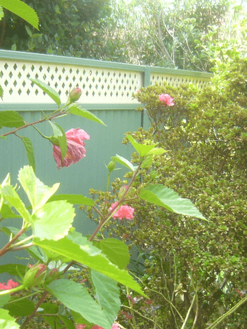 The scene shows a green corrugated steel fence where lattice tops the panels, garden beds sit at the base.