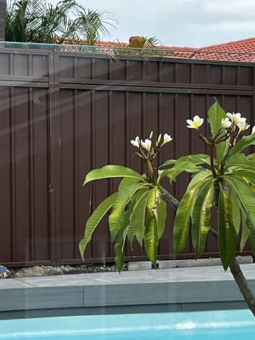 Brown Colorbond privacy fence behind a flowering frangipani
