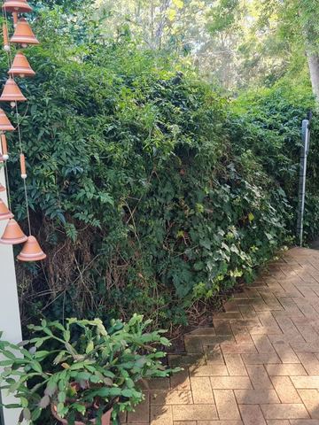 Tall green hedge enclosing a paved side path beside a house