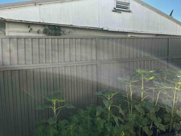 Close view of a mid grey Colorbond privacy fence with a sunflower growing beside the sheets